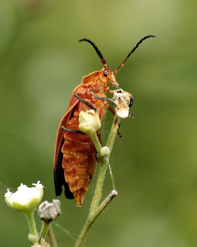 Macro Photography