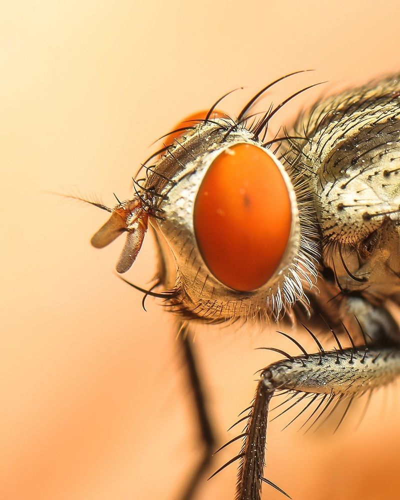 Macro Photography