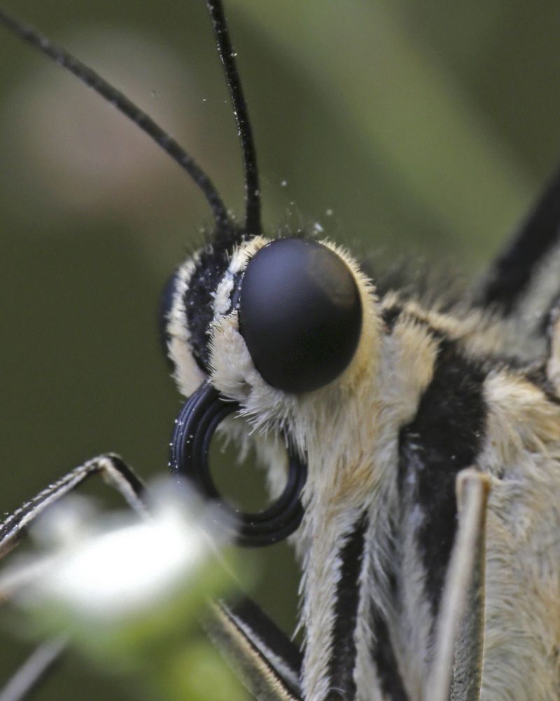 Macro Photography