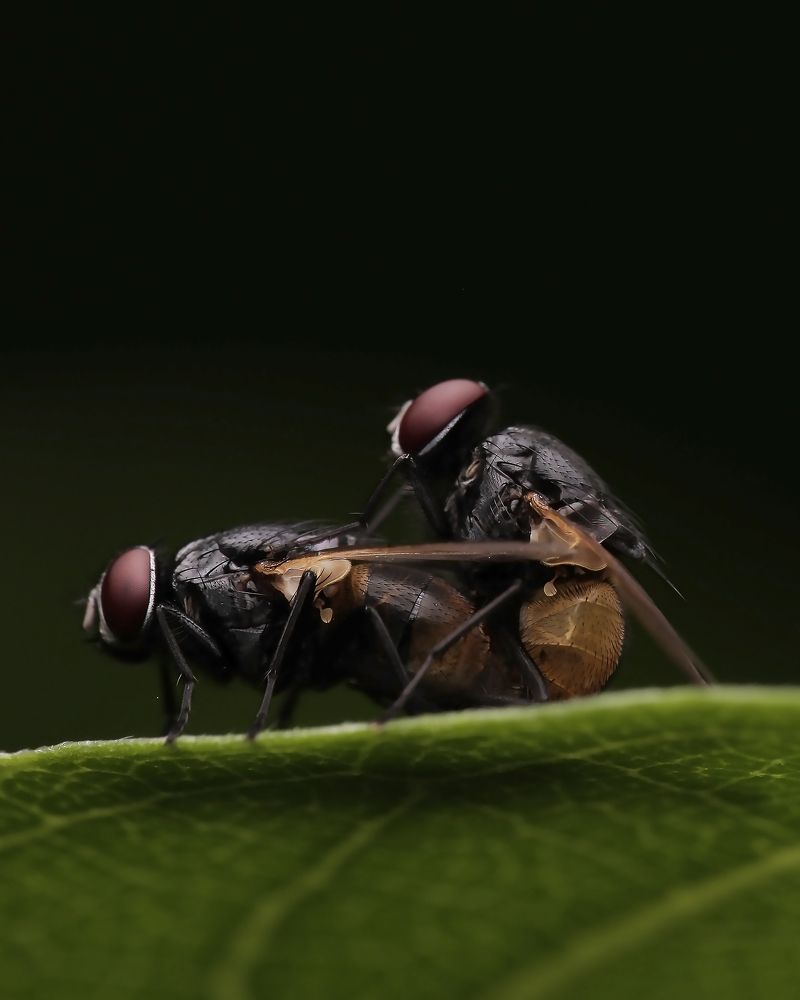 Macro Photography