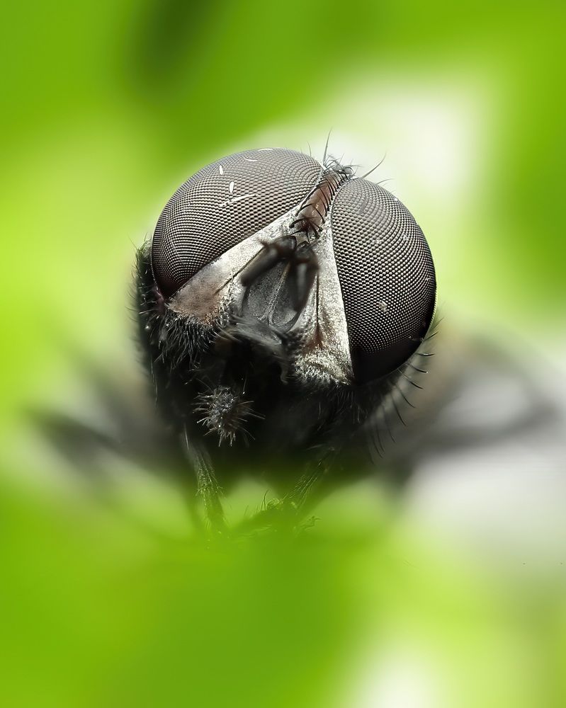 Macro Photography
