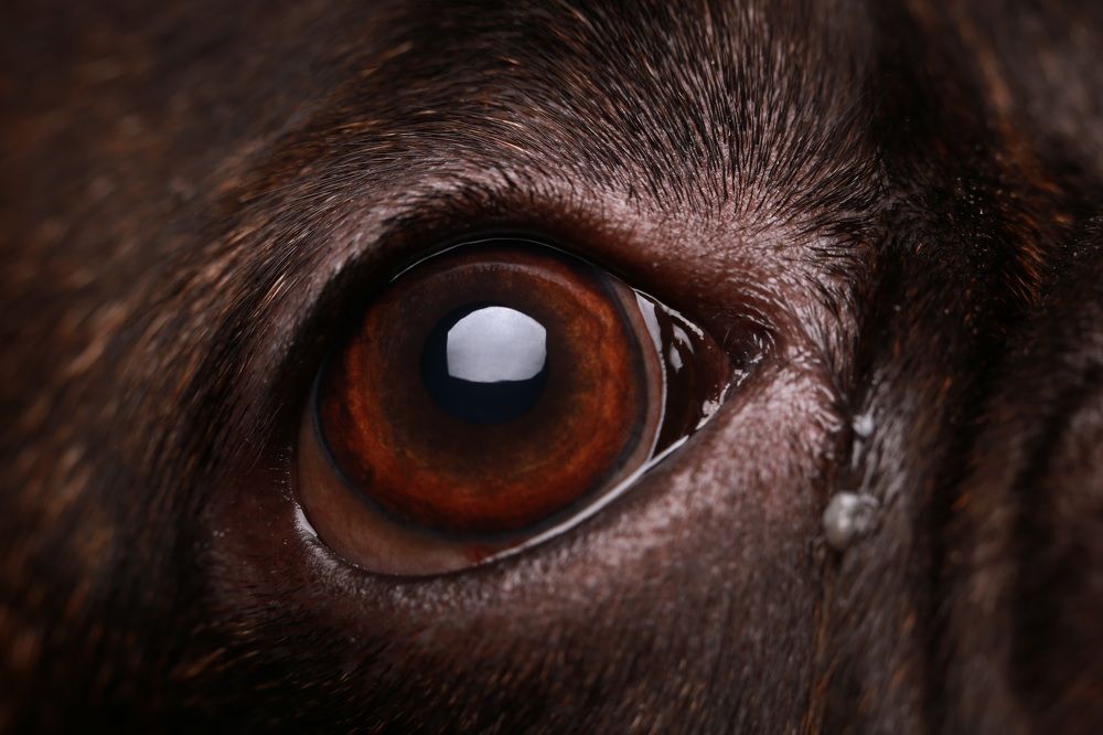 Macro Photography