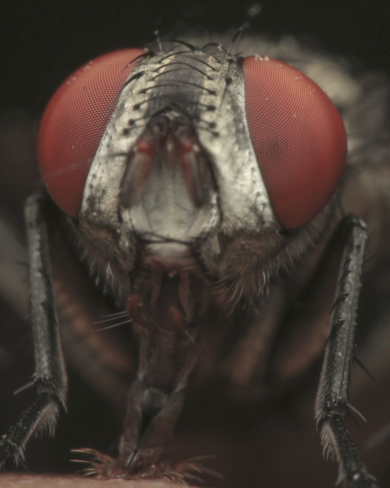 Macro Photography