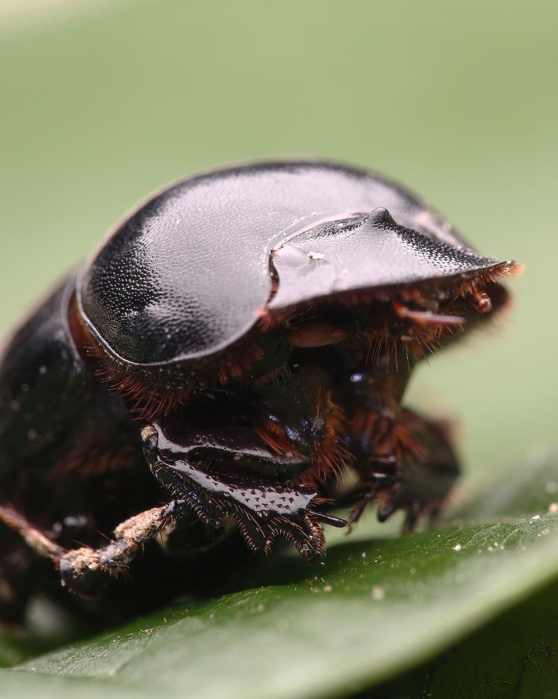 Macro Photography