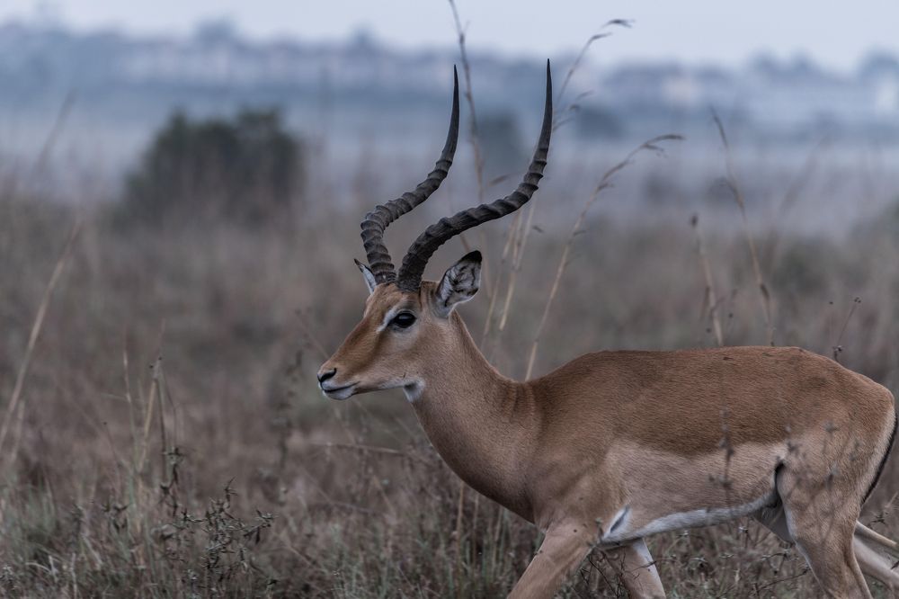 Impala Antelope Nairobi National Park