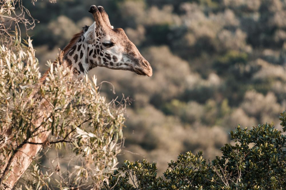 Maasai Giraffe Portrait Maasai Mara National Game Reserve Park Narok County Savannah grasslands Great Rift Valley Wilderness wild wildlife Kenya East Africa Landscapes Panoramic Scenic Views Explore field meadows dramatic clouds