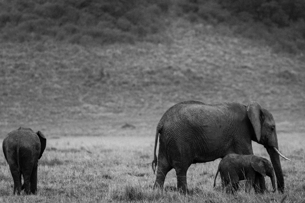 African Elephant Maasai Mara National Game Reserve Park Narok County Savannah grasslands Great Rift Valley Wilderness wild wildlife Kenya East Africa Landscapes Panoramic Scenic Views Explore field meadows dramatic clouds