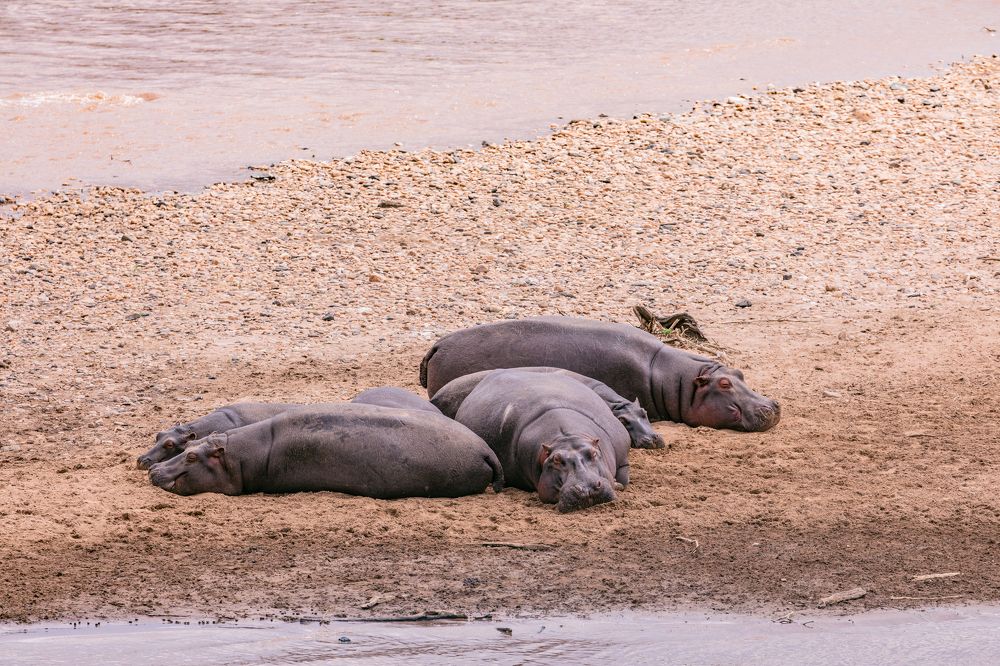 Hipppopotamu basking Mara River Maasai Mara National Game Reserve Park Narok County Savannah grasslands Great Rift Valley Wilderness wild wildlife Kenya East Africa Landscapes Panoramic Scenic Views Explore field meadows dramatic clouds