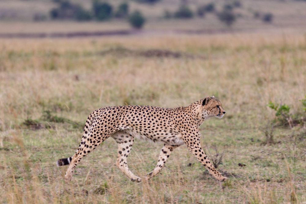 Cheetah Maasai Mara National Game Reserve Park Narok County Savannah grasslands Great Rift Valley Wilderness wild wildlife Kenya East Africa Landscapes Panoramic Scenic Views Explore field meadows dramatic clouds