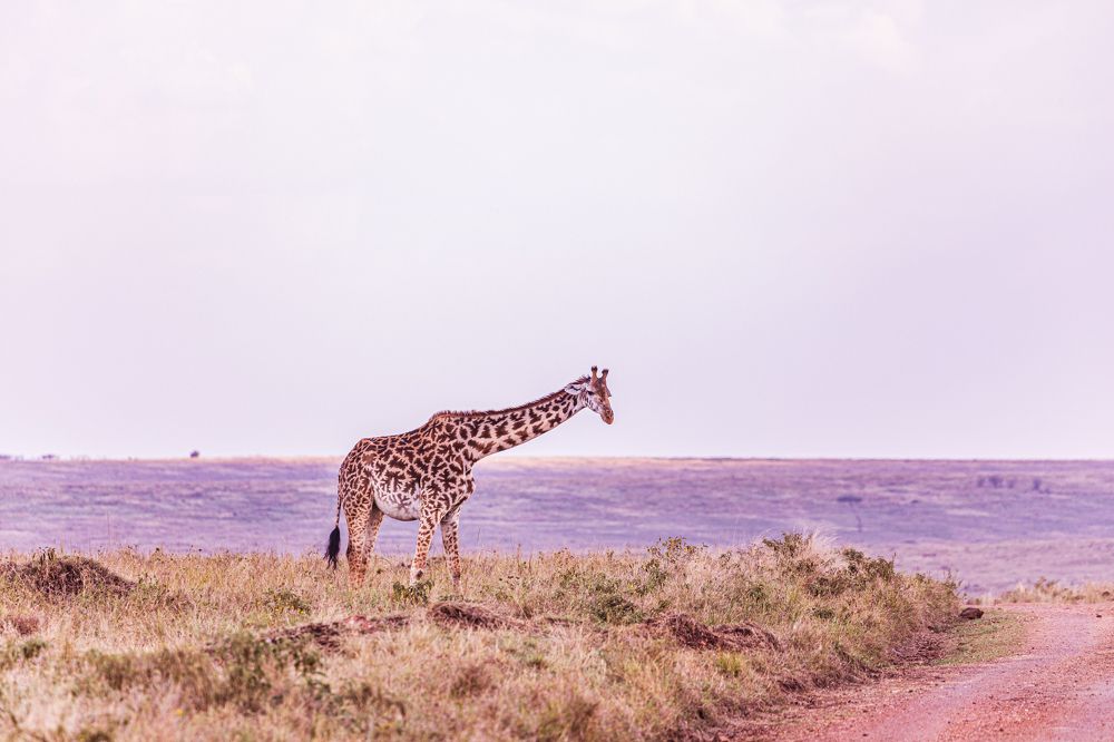Maasai Giraffe Maasai Mara National Game Reserve Park Narok County Savannah grasslands Great Rift Valley Wilderness wild wildlife Kenya East Africa Landscapes Panoramic Scenic Views Explore field meadows dramatic clouds