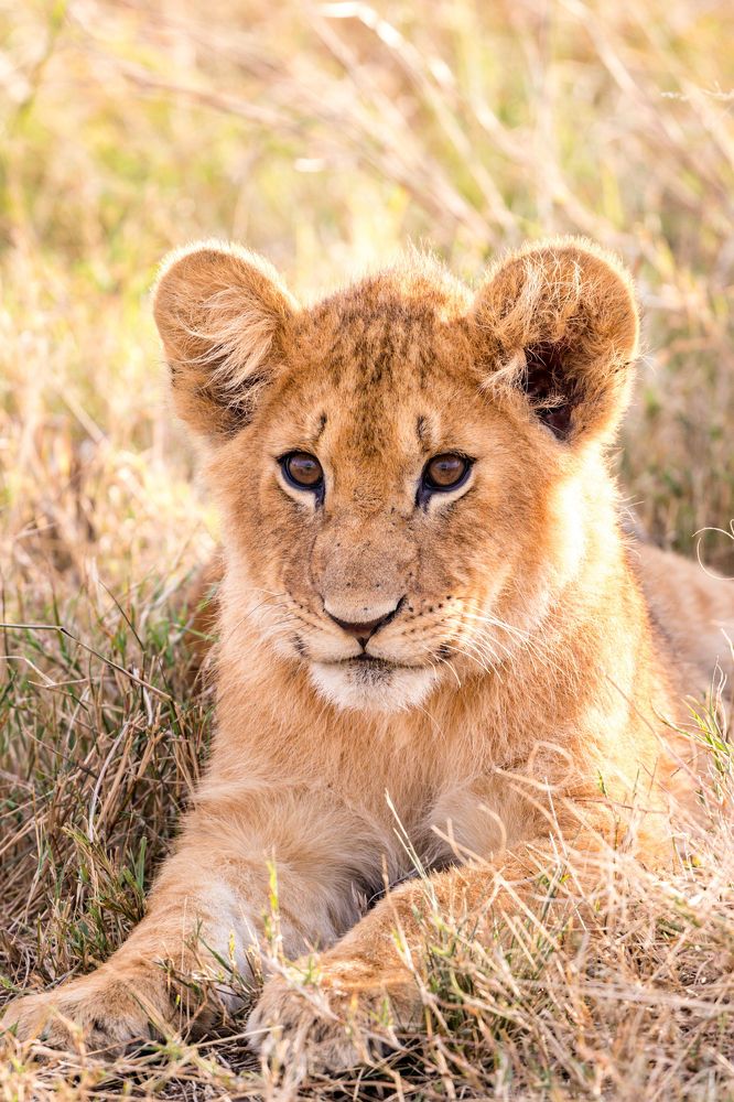 King Lion Cub Maasai Mara National Game Reserve Park Narok County Savannah grasslands Great Rift Valley Wilderness wild wildlife Kenya East Africa Landscapes Panoramic Scenic Views Explore field meadows dramatic clouds