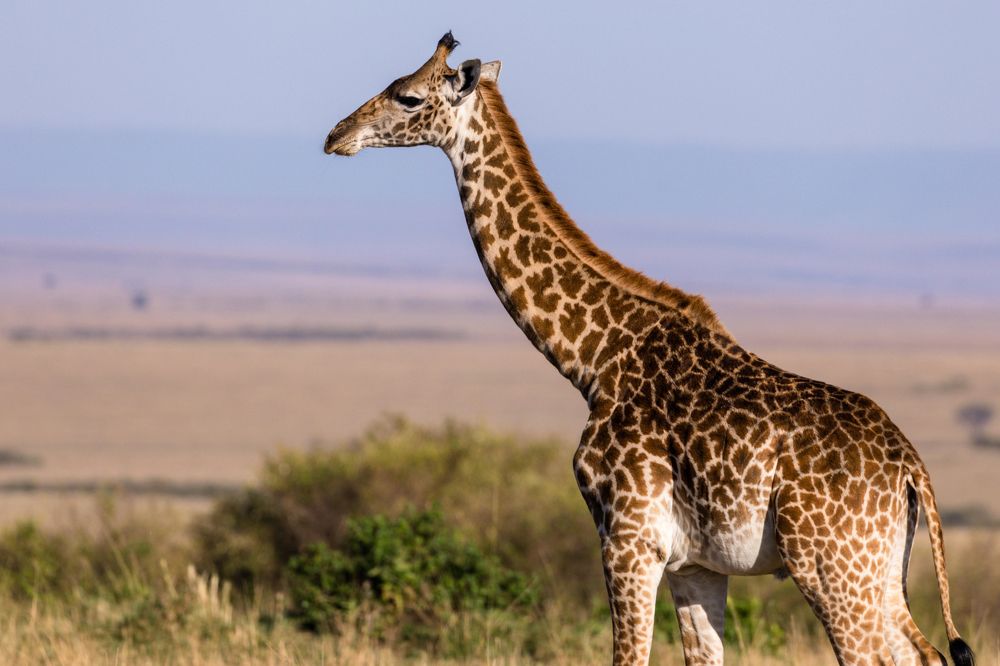 Maasai Giraffe Maasai Mara National Game Reserve Park Narok County Savannah grasslands Great Rift Valley Wilderness wild wildlife Kenya East Africa Landscapes Panoramic Scenic Views Explore field meadows dramatic clouds