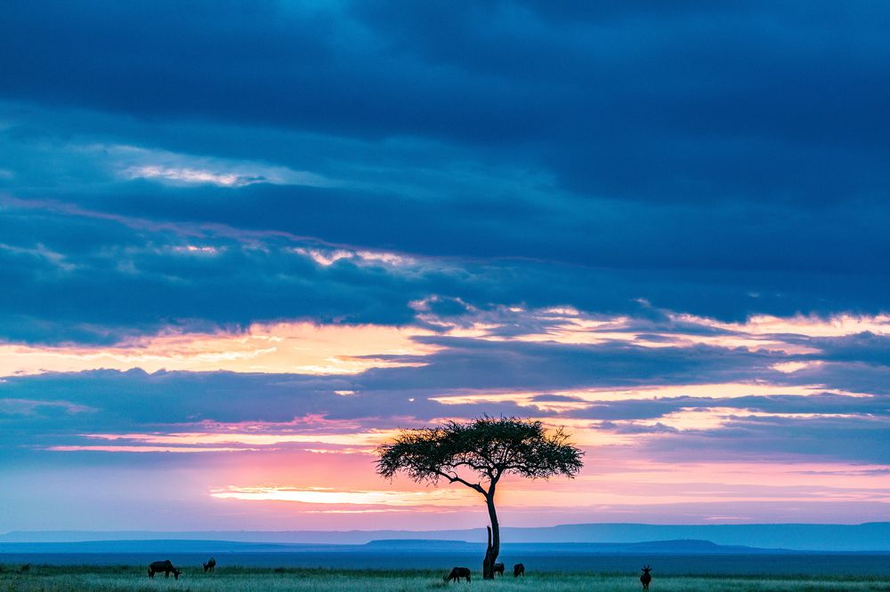 Kenya Sunset Impala Antelope Maasai Mara National Game Reserve Park Narok County Savannah grasslands Great Rift Valley Wilderness wild wildlife Kenya East Africa Landscapes Panoramic Scenic Views Explore field meadows dramatic clouds