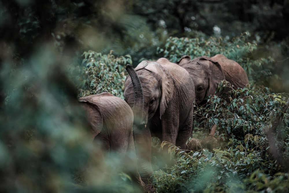 African Elephant Maasai Mara National Game Reserve Park Narok County Savannah grasslands Great Rift Valley Wilderness wild wildlife Kenya East Africa Landscapes Panoramic Scenic Views Explore field meadows dramatic clouds