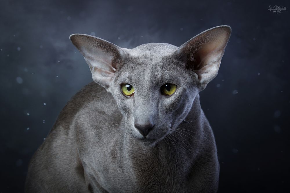 Faust Chloe Tamtiel