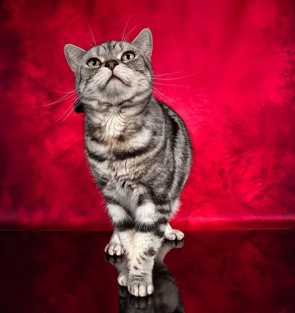 Маркиз. Американский короткошерстный кот (American shorthair cat