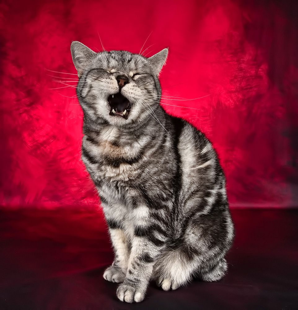 Маркиз. Американский короткошерстный кот (American shorthair cat