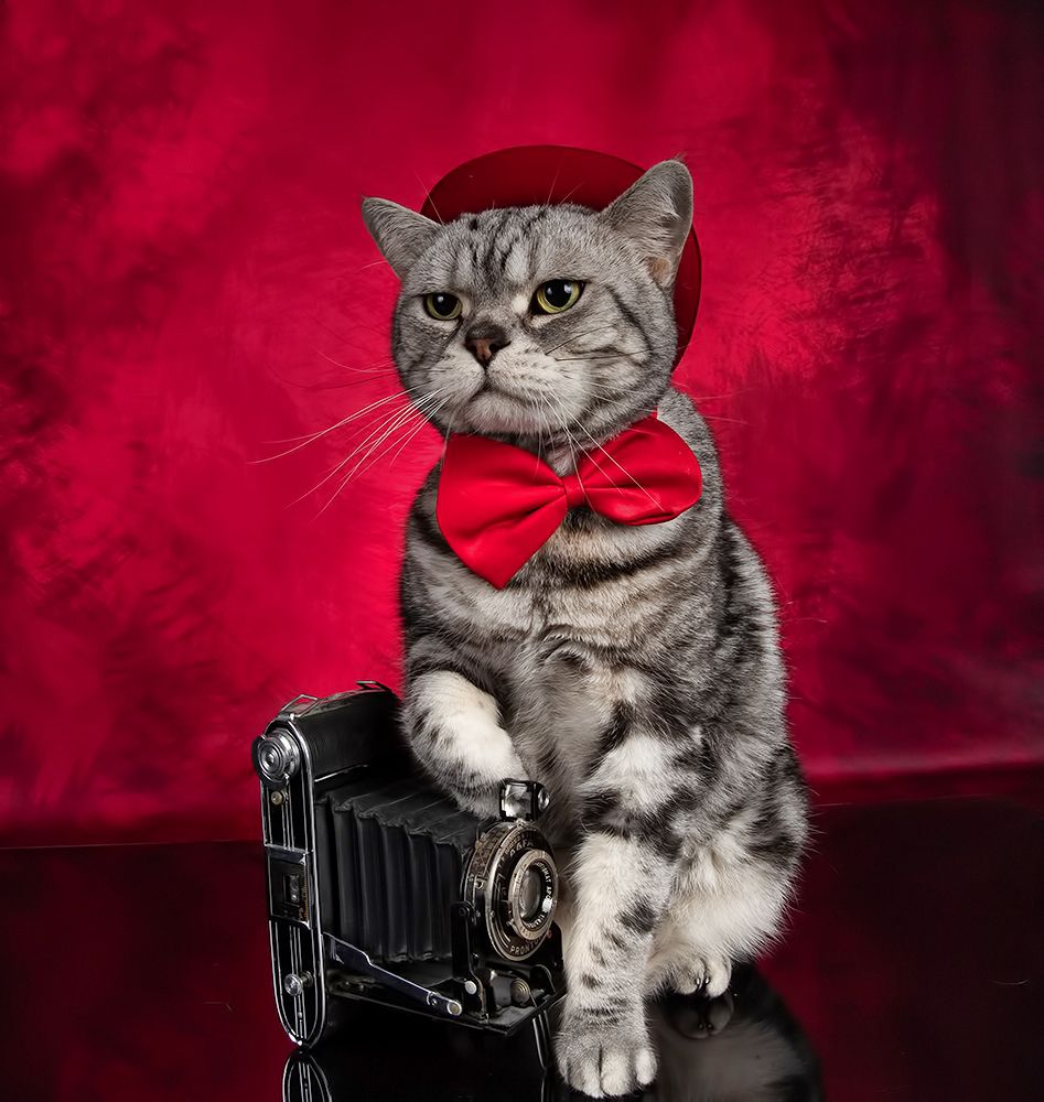 Маркиз. Американский короткошерстный кот (American shorthair cat