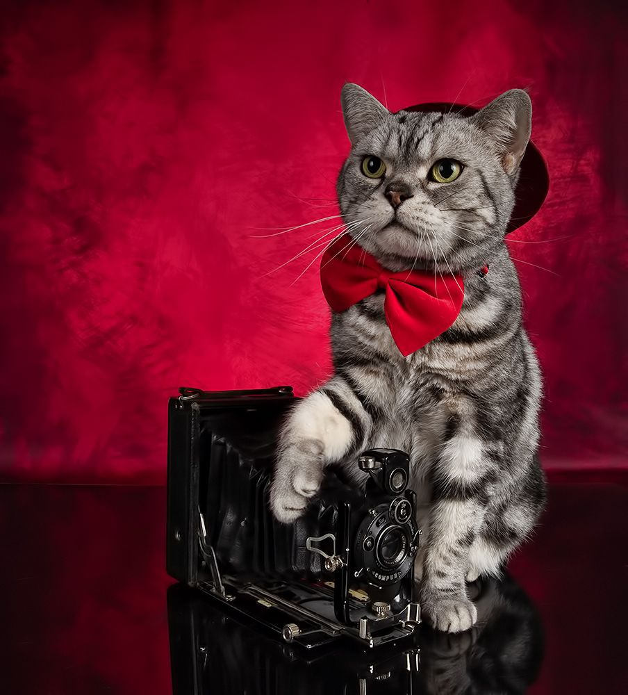 Маркиз. Американский короткошерстный кот (American shorthair cat