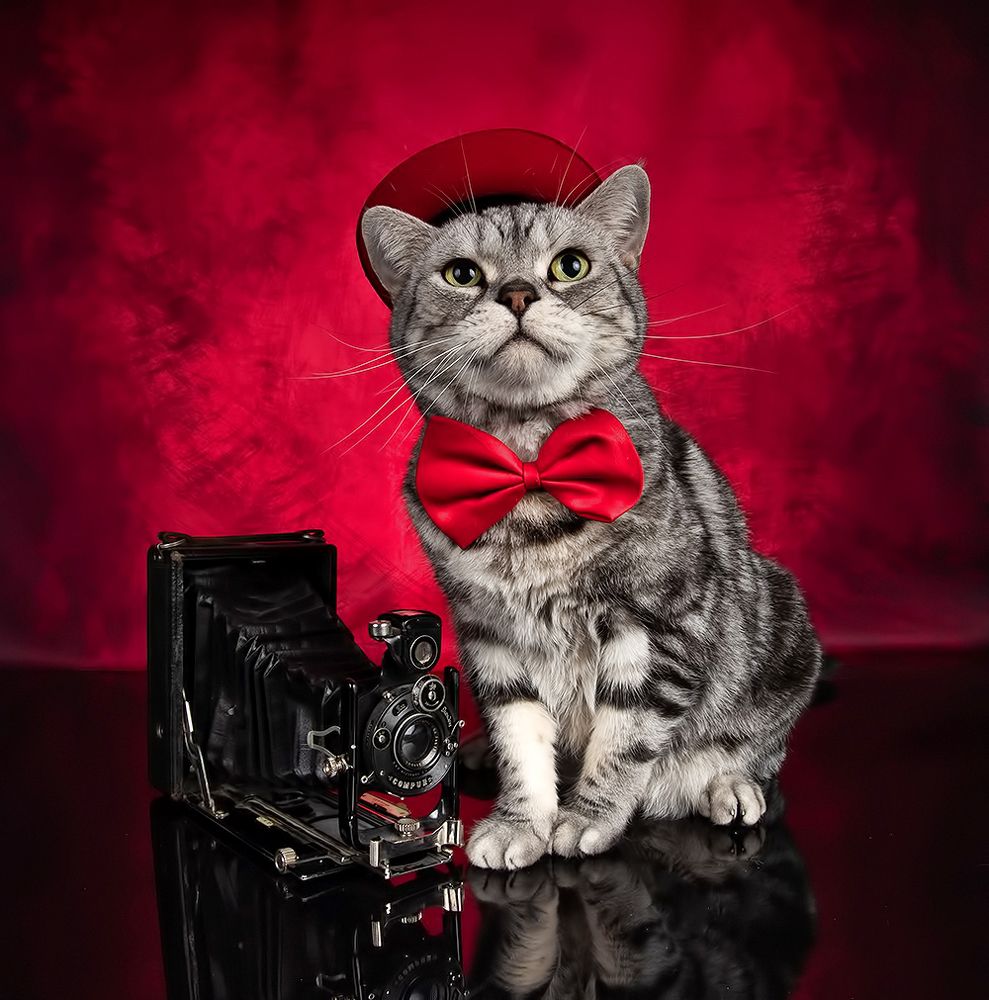 Маркиз. Американский короткошерстный кот (American shorthair cat