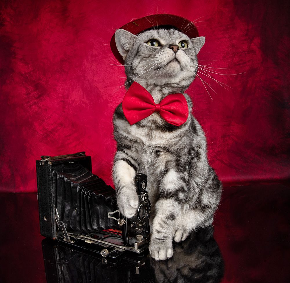Маркиз. Американский короткошерстный кот (American shorthair cat