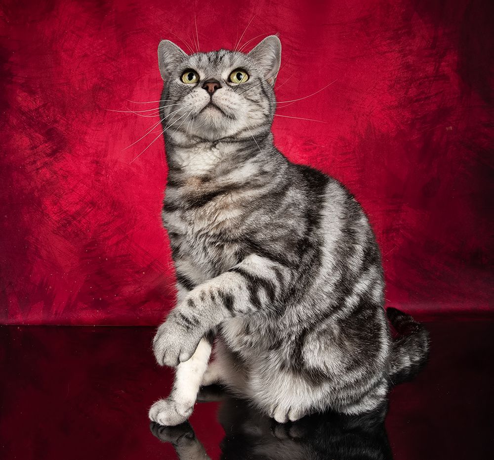 Маркиз. Американский короткошерстный кот (American shorthair cat