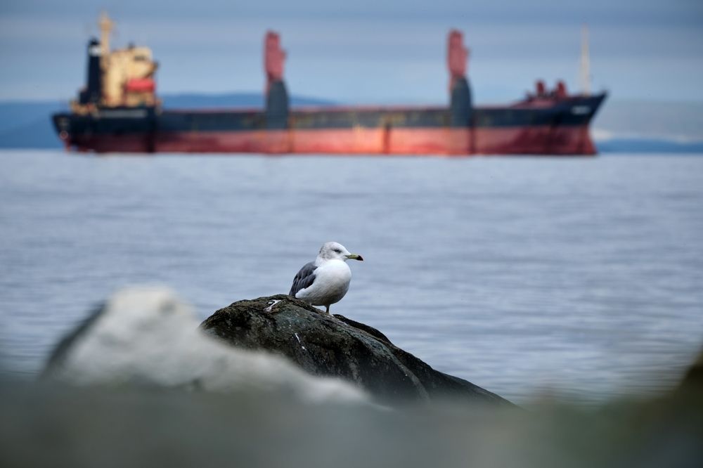 Море, птицы, корабли...