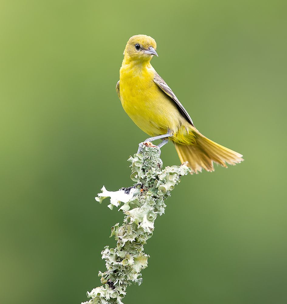 Spring Time Birds Migration - Весенняя миграция разных видов Птиц