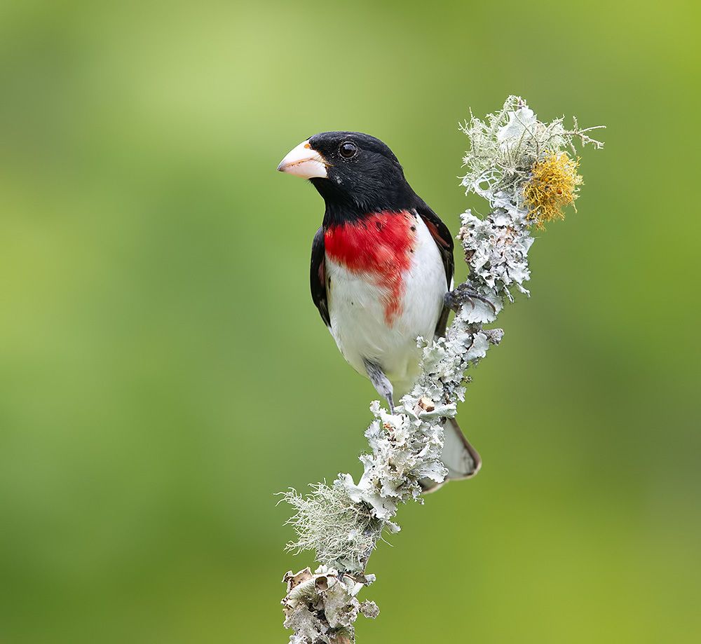 Spring Time Birds Migration - Весенняя миграция разных видов Птиц