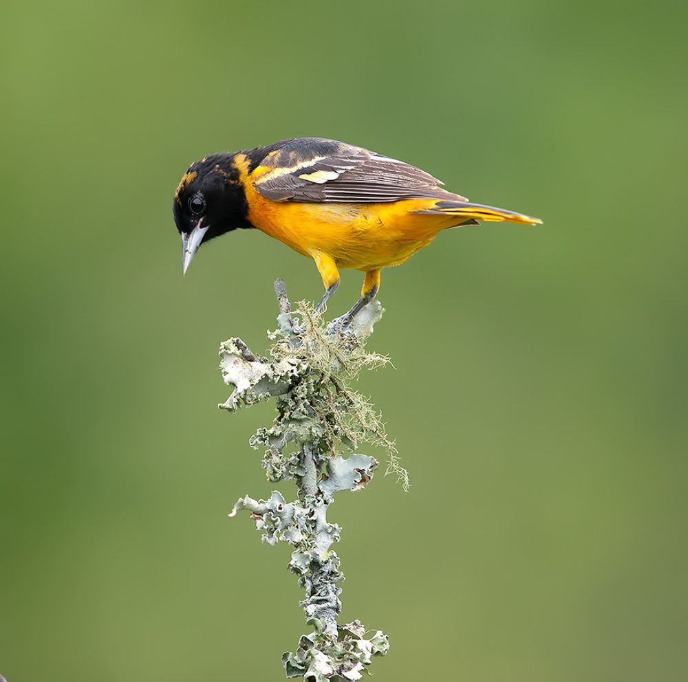 Spring Time Birds Migration - Весенняя миграция разных видов Птиц