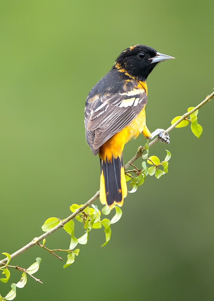 Spring Time Birds Migration - Весенняя миграция разных видов Птиц