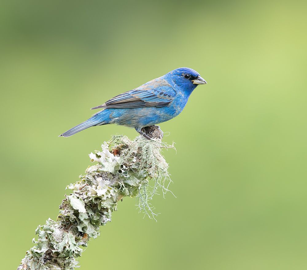 Spring Time Birds Migration - Весенняя миграция разных видов Птиц