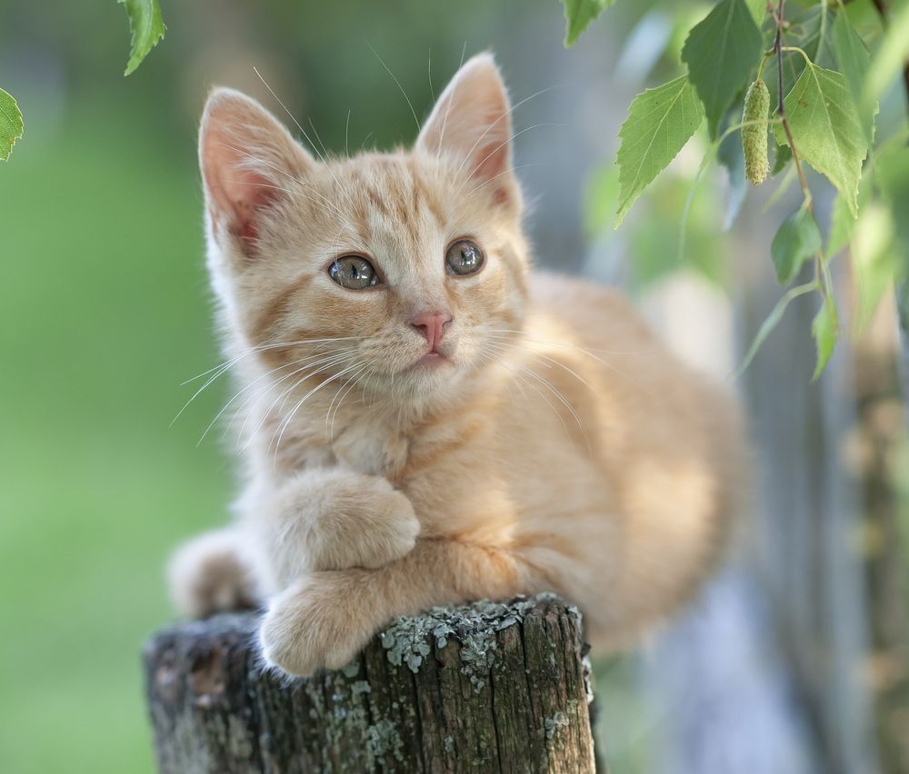 Деревенские котята