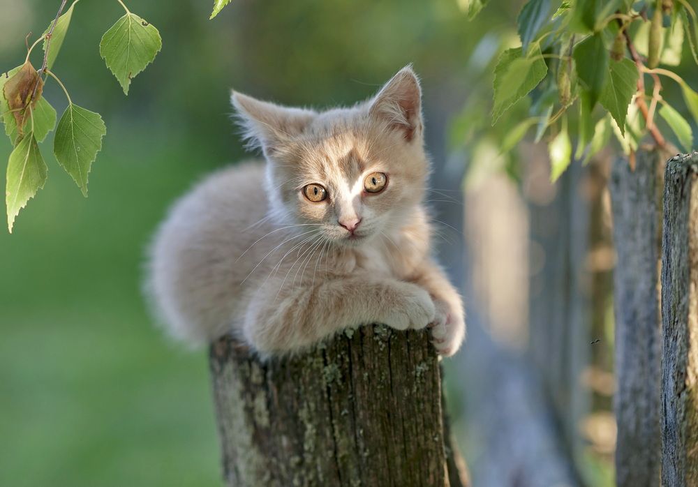 Деревенские котята