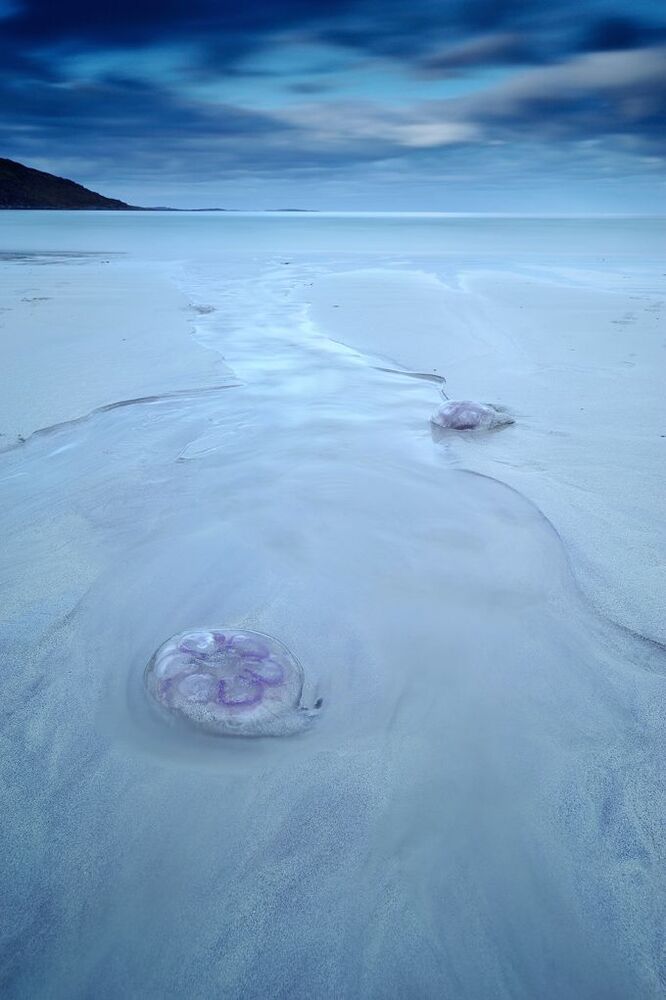 Paradise to jellyfish 1