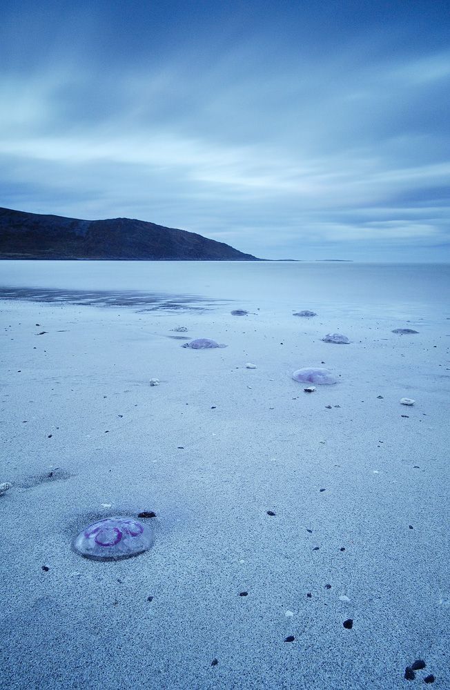 Paradise to jellyfish 2
