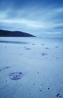 Paradise to jellyfish 2