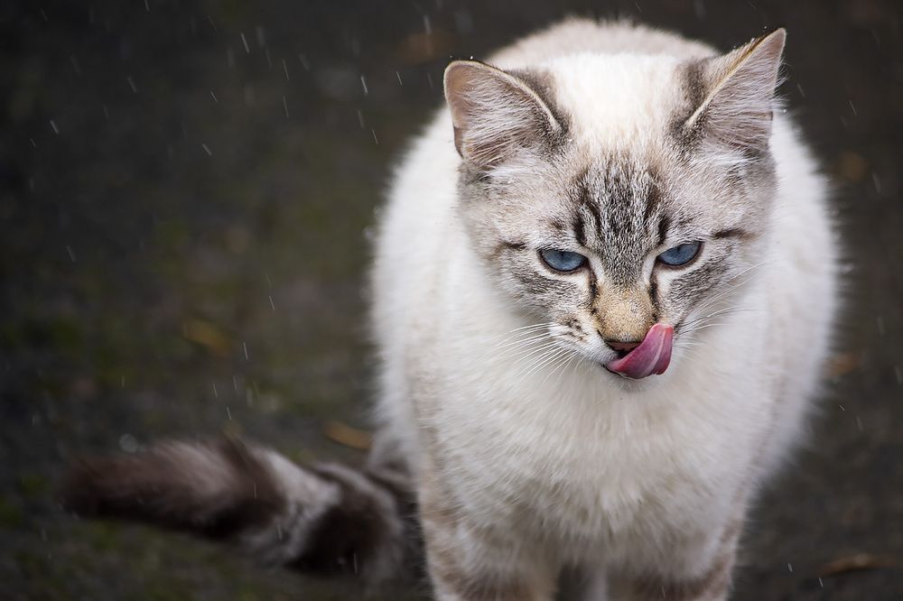 Портрет молодого котика