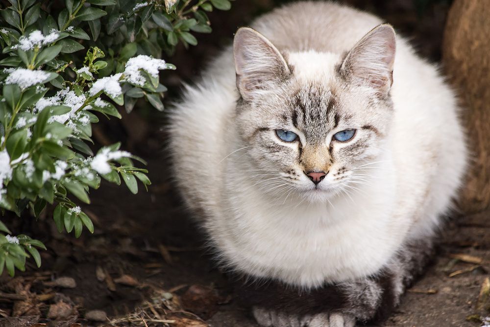 Портрет молодого котика