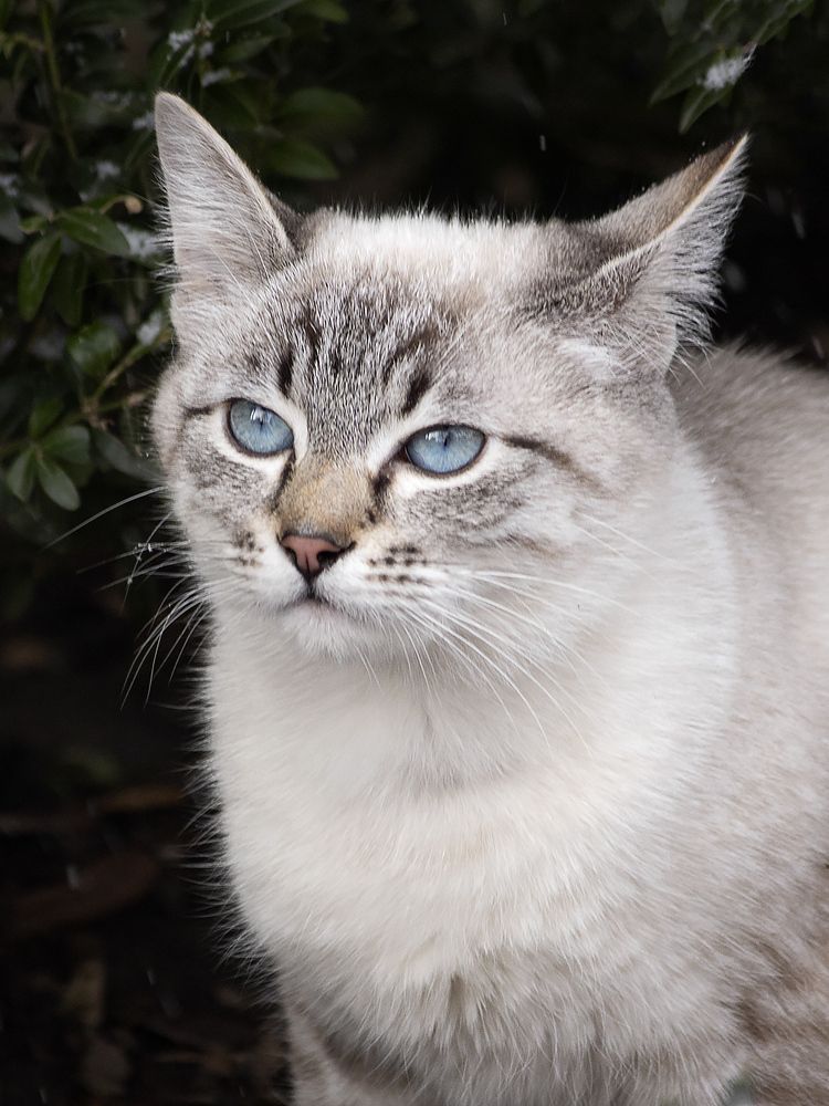 Портрет молодого котика