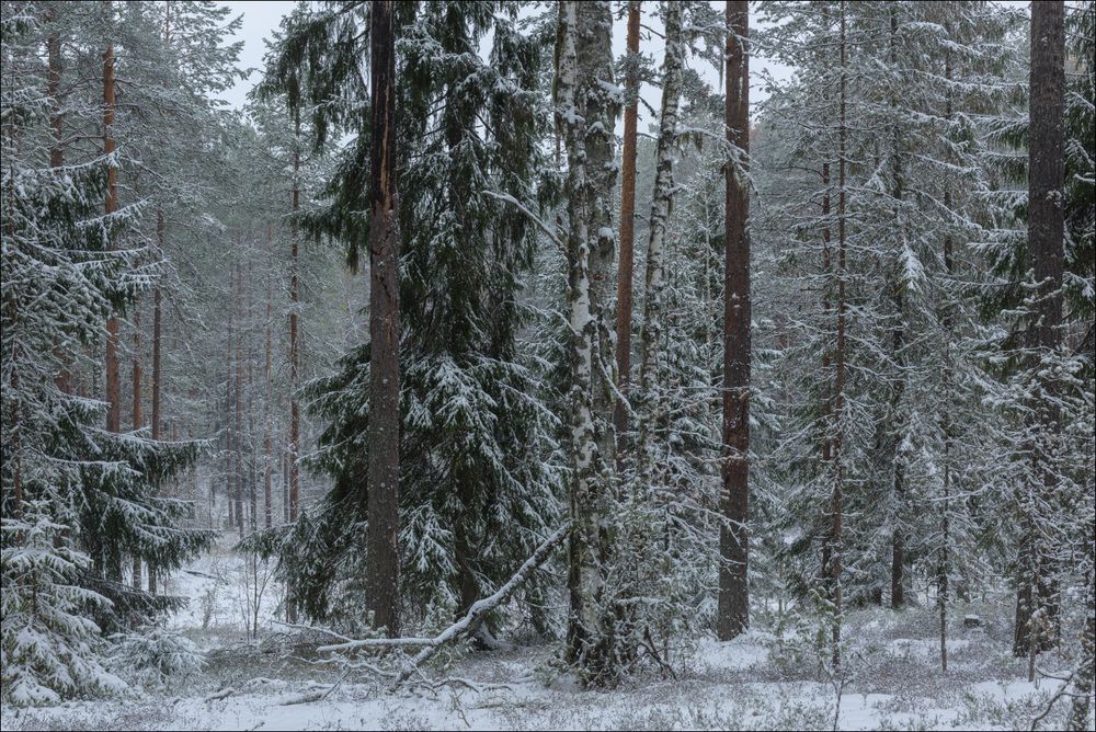 Первый снег в лесу