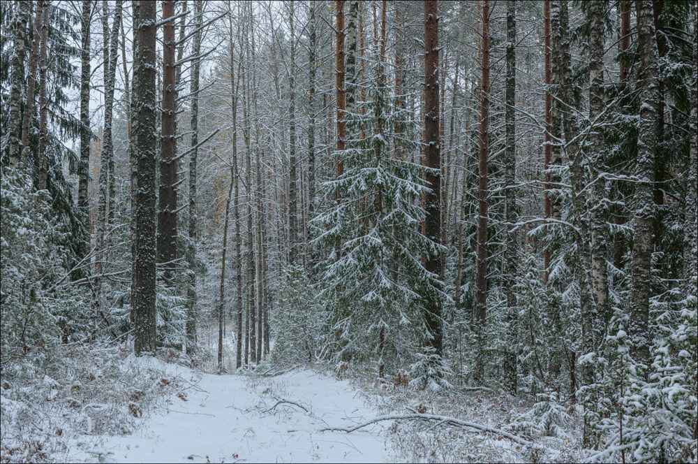 Лесная дорога после певого снегопада