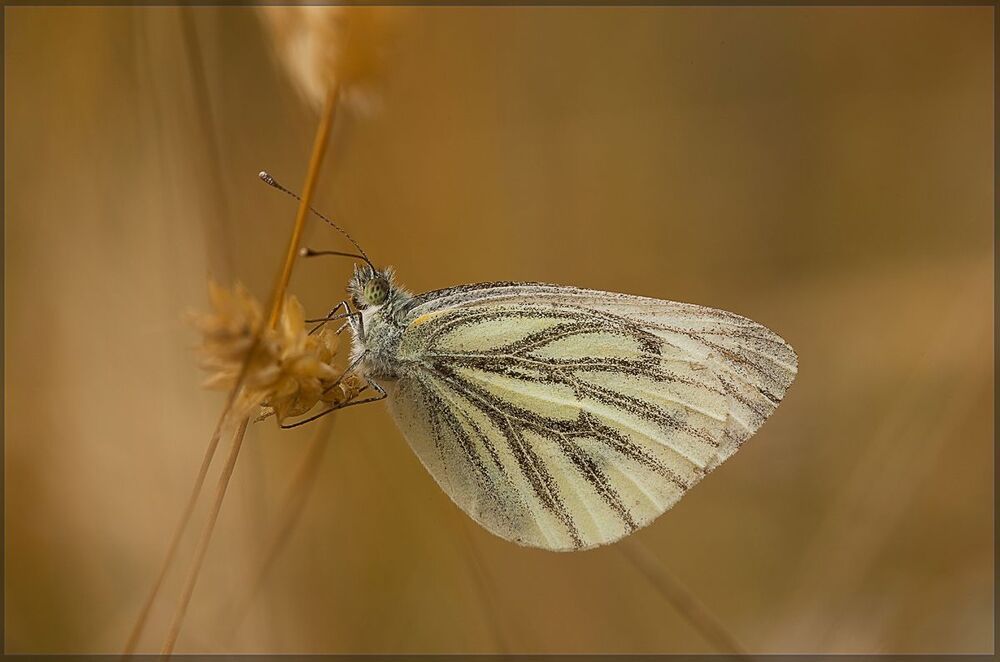 Pieris napi (Linnaeus, 1758). Белянка.