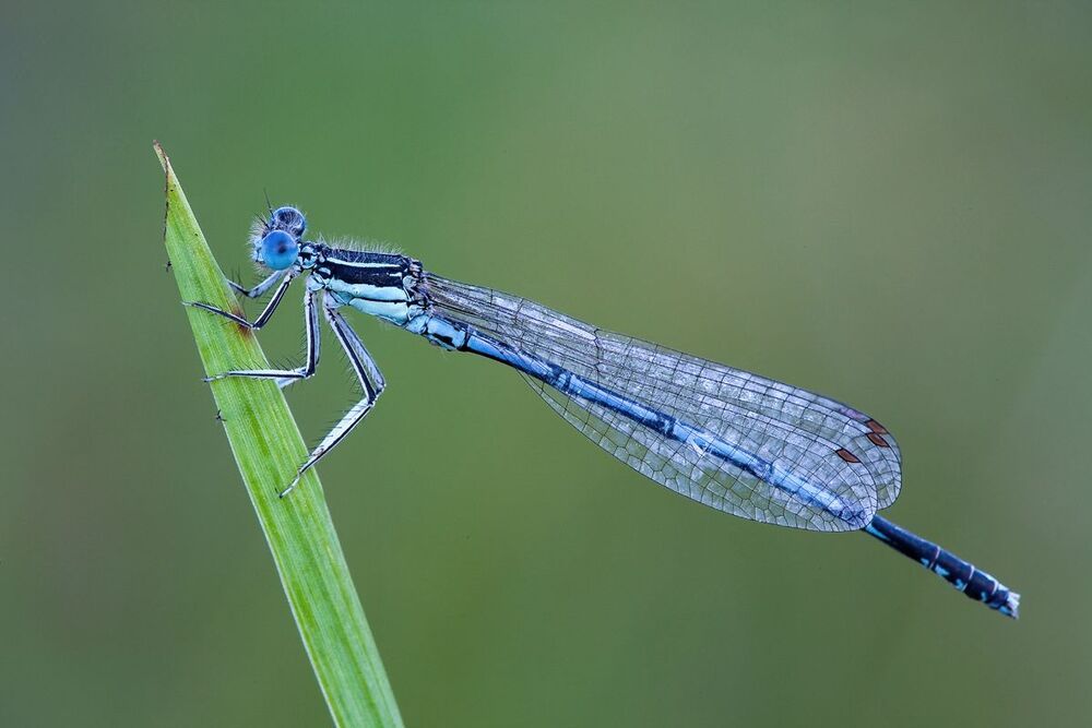 Самец плосконожки Platycnemis pennipes.
