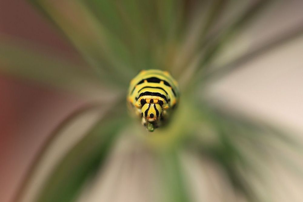 Papilio machaon