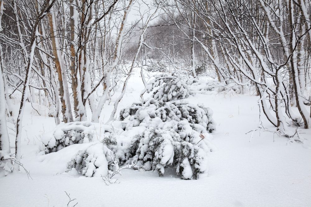 Загородная прогулка