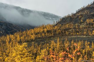 03 … сменяют буквально осыпанные золотом лиственницы