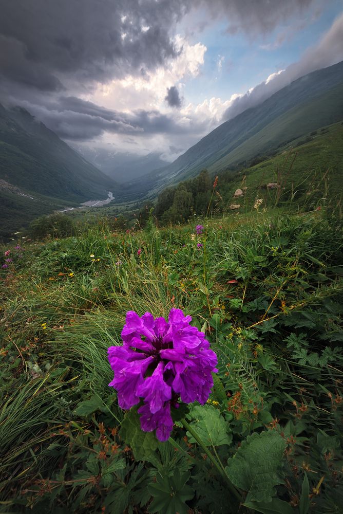 Цветы среди камней