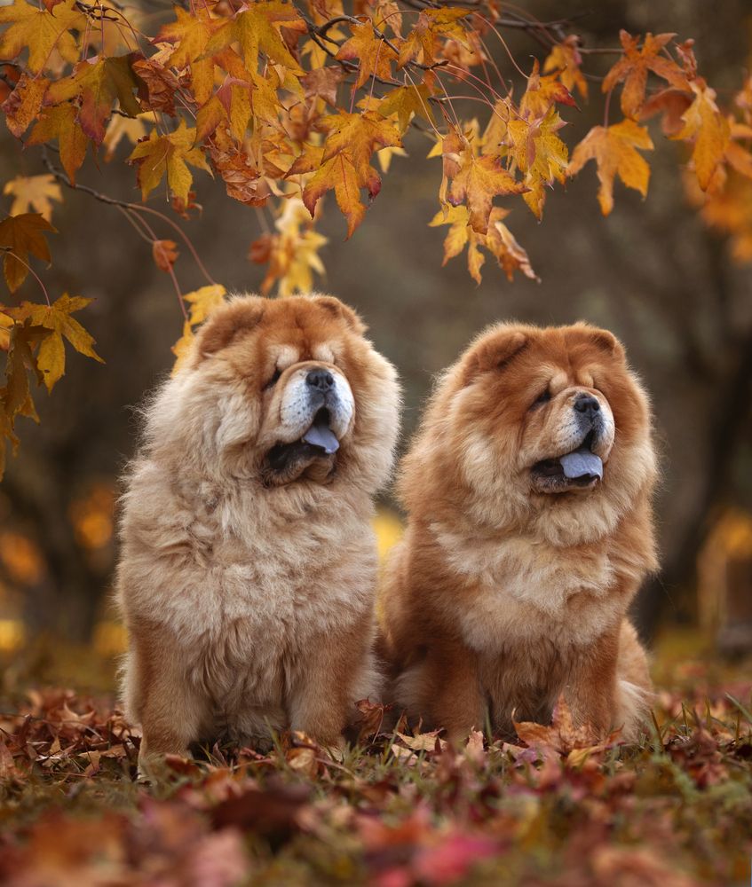 Ozzy&Florinda