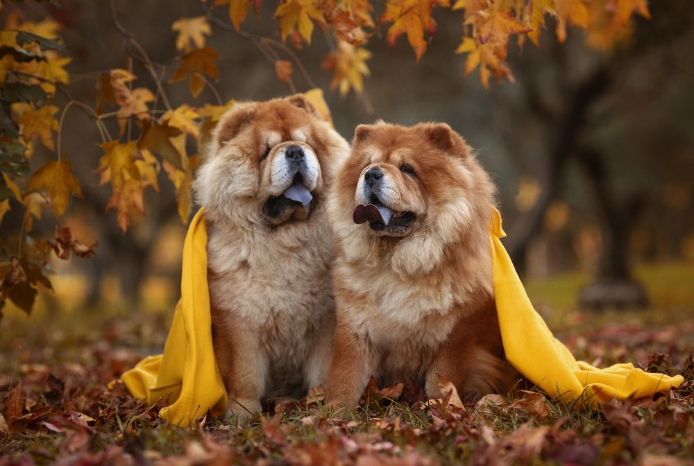 Ozzy&Florinda